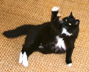 Keep your home well-vacuumed! Olivia the tuxedo cat, playing with a cat toy on a rug.