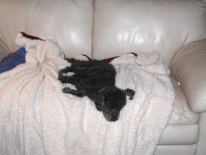 Some people will go flame retardant free for their children or pets, not for themselves. Here's Casey, a poodle-terrier mix, sleeping on white leather sofa that's covered, messily, with a blanket.