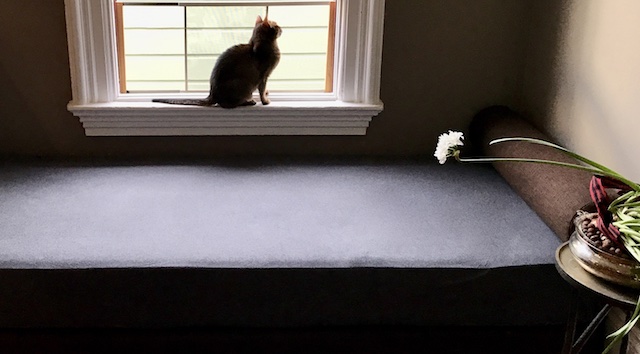 Small, short-haird cat sits in an open screened window, above a sofa. A narcissus bloom stretches over the sofa’s edge.